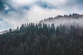 Slope of the mountain, covered with spruce forest in the morning fog