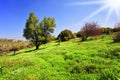 Slope of mountain Meron