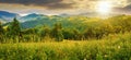 slope of mountain range with coniferous forest on a meadow at sunset Royalty Free Stock Photo