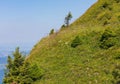 Slope of Mt Rigi in Switzerland in summer Royalty Free Stock Photo