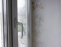 The slope near the window is covered with moisture stains, fungus covers the wall. Black mold with yellow spots on a