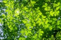 Beech branches in Ordesa National Park, Huesca, Spain. Royalty Free Stock Photo