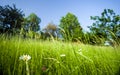 Slope overgrown with meadow grasses with daisies against a blue sky. Royalty Free Stock Photo