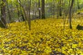 The slope of the ravine covered with fallen maple leaves