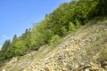 Slope of rocky mountain covered with green trees against blue cloudless sky. Tranquil scenic view. Copy space. Royalty Free Stock Photo