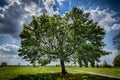 Sloped Mapletree on the Tempelhofer Field in spring Royalty Free Stock Photo