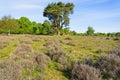 On the slopes of Budby Heath a tall Scotts Pine stands proud