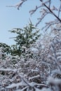 Fresh powder on the trees in Farellones