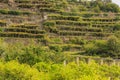 the characteristic viticultural landscape of Carema, Piedmont,Italy