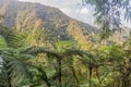 Slopes of Mount Talinis, Negros island, Philippin