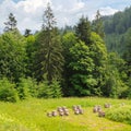 Slopes of mountains, coniferous trees and and bee hives in the apiary. Royalty Free Stock Photo