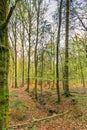 Slopes withe trees in spring landscape in the German Eifel region near to Gerolstein, Germany