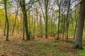 Slopes withe trees in spring landscape in the German Eifel region near to Gerolstein, Germany