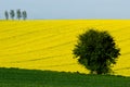 Sloping colza field Royalty Free Stock Photo