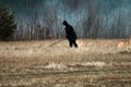 sloping field and a man sets fire to dry grass