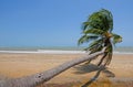 Sloping palm at beach