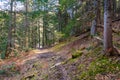 Sloping shaded path in the woods in Luan, Corbeyrier, Switzerland Royalty Free Stock Photo