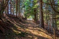 Sloping shaded path in the woods in Luan, Corbeyrier, Switzerland Royalty Free Stock Photo