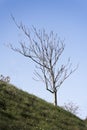 sloping tree, unique subject. sloping hill of green grass and light blue background