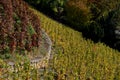 Sloping vineyard with a retaining wall. in some varieties color the autumn red with foliage. some are red. Royalty Free Stock Photo