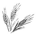 Sloppy grunge black and white vector drawing of three spikelets