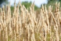 Sloseup dry grass Royalty Free Stock Photo