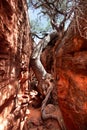 Slot canyon with determined tree growing in it within Snow Canyon State Park in Utah Royalty Free Stock Photo