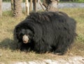 Sloth bear Royalty Free Stock Photo