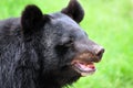 Sloth bear Royalty Free Stock Photo