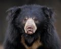 Sloth bear Royalty Free Stock Photo