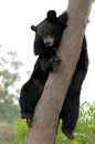 Sloth bear Royalty Free Stock Photo