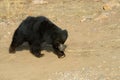 Sloth Bear Royalty Free Stock Photo