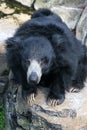 Sloth Bear Royalty Free Stock Photo