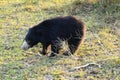 Sloth bear, also known as stickney or labiated bear