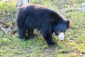 Sloth bear, also known as stickney or labiated bear