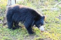 Sloth bear, also known as stickney or labiated bear