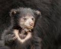 Sloth bear cub Royalty Free Stock Photo