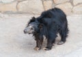 Sloth bear cub Royalty Free Stock Photo