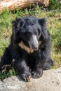 A sloth bear Melursus ursinu, also called the Stickney bear