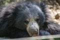 Sloth Bear Melursus ursinus Closeup