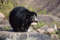 Sloth Bear, Melursus Ursinus. Daroji Bear Sanctuary, Ballari district, Karnataka