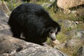 Sloth Bear, Melursus Ursinus. Daroji Bear Sanctuary, Ballari district, Karnataka