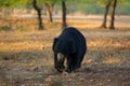 Sloth bear, Melursus ursinus, Ranthambore National Park, India. Wild Sloth bear nature habitat, wildlife photo. Dangerous black an Royalty Free Stock Photo