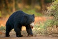 Sloth bear, Melursus ursinus, Ranthambore National Park, India. Wild Sloth bear nature habitat, wildlife photo. Dangerous black an