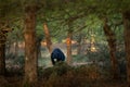 Sloth bear, Melursus ursinus, Ranthambore National Park, India. Wild Sloth bear nature habitat, wildlife photo. Dangerous black an