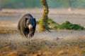 Sloth bear, Melursus ursinus, Ranthambore National Park, India. Wild Sloth bear nature habitat, wildlife photo. Dangerous black an