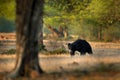 Sloth bear, Melursus ursinus, Ranthambore National Park, India. Wild Sloth bear nature habitat, wildlife photo. Dangerous black an Royalty Free Stock Photo