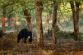 Sloth bear, Melursus ursinus, Ranthambore National Park, India. Wild Sloth bear nature habitat, wildlife photo. Dangerous black an Royalty Free Stock Photo