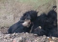 Sloth bear Melursus ursinus resting in a den