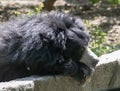 Sloth Bear Melursus ursinus Sun basking and resting